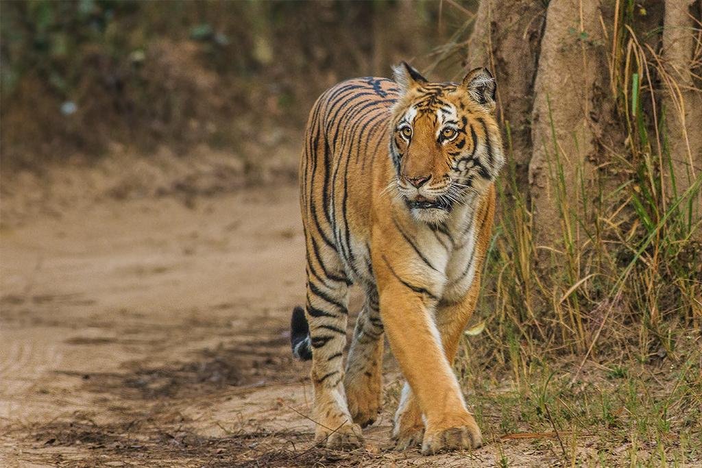 A Bengal tiger walking down a forest track in Jim Corbett