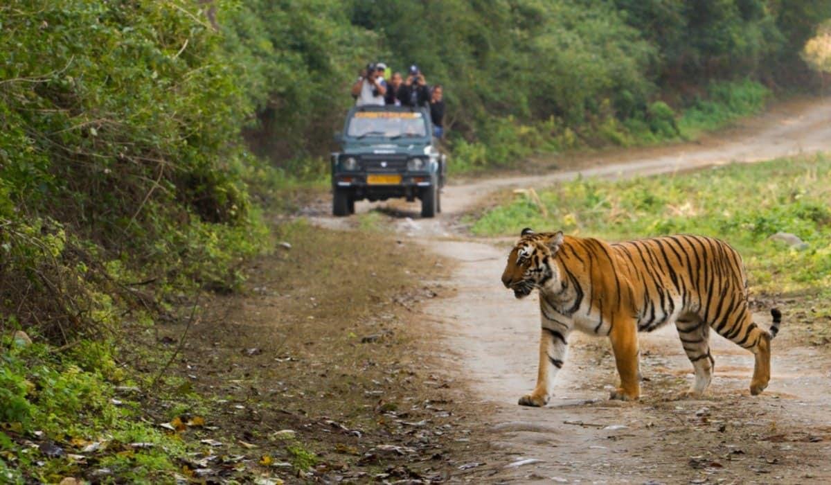 Bijrani safari zone, Jim Corbett National Park
