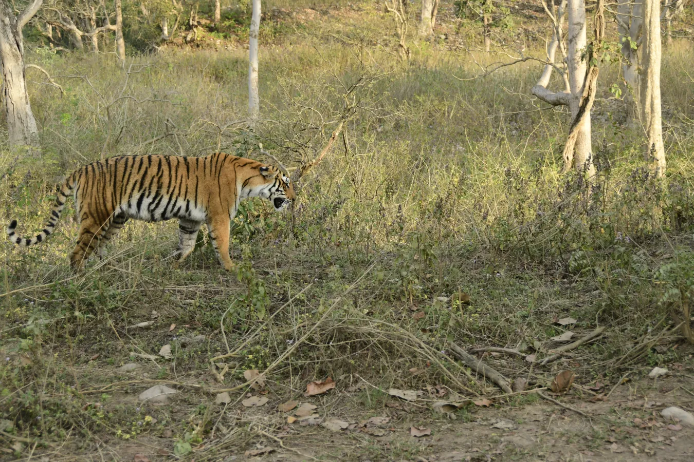 Jhirna safari zone, Jim Corbett National Park