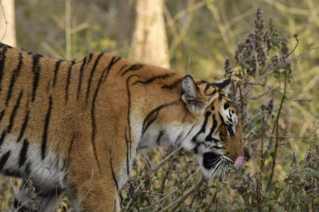 A tigress in the grass, Jim Corbett National Park